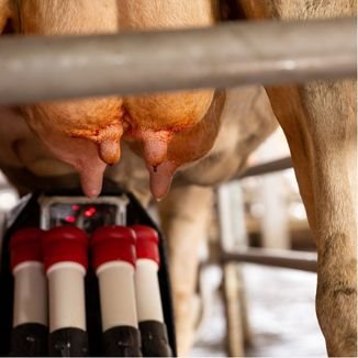 Milk Production