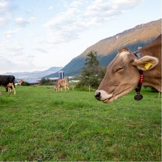 Grazing Community