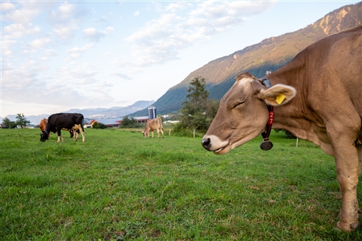 Grazing Community