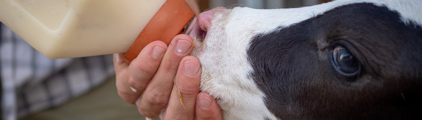 Beating the Seasonal Colostrum Slump