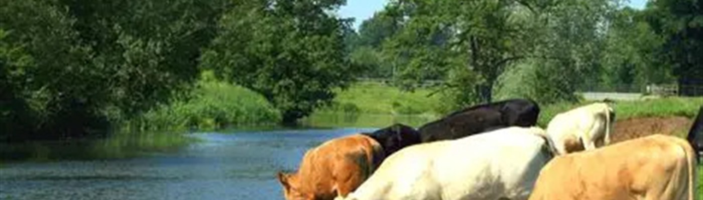 Water: The Most Overlooked Nutrient on Your Dairy Farm