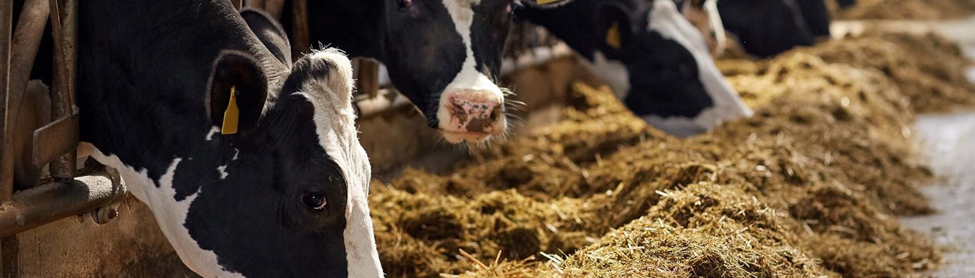 Did you know that you can temporarily feed another feed type without changing the feed table? 