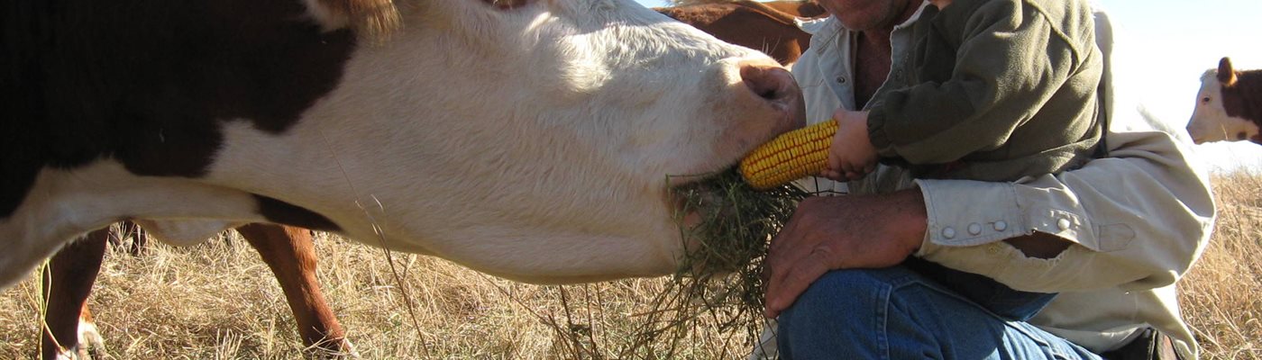 Feed Efficiency: A Simple Measure for a Complex System