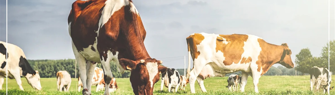 #TipThursday: The Role of Fiber in Dairy Cow Diets and Milk Production