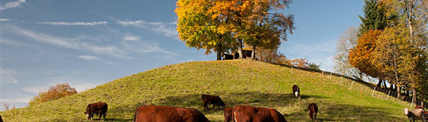 Autumn Preparation: Managing Pasture, Body Condition, and Rain Recovery