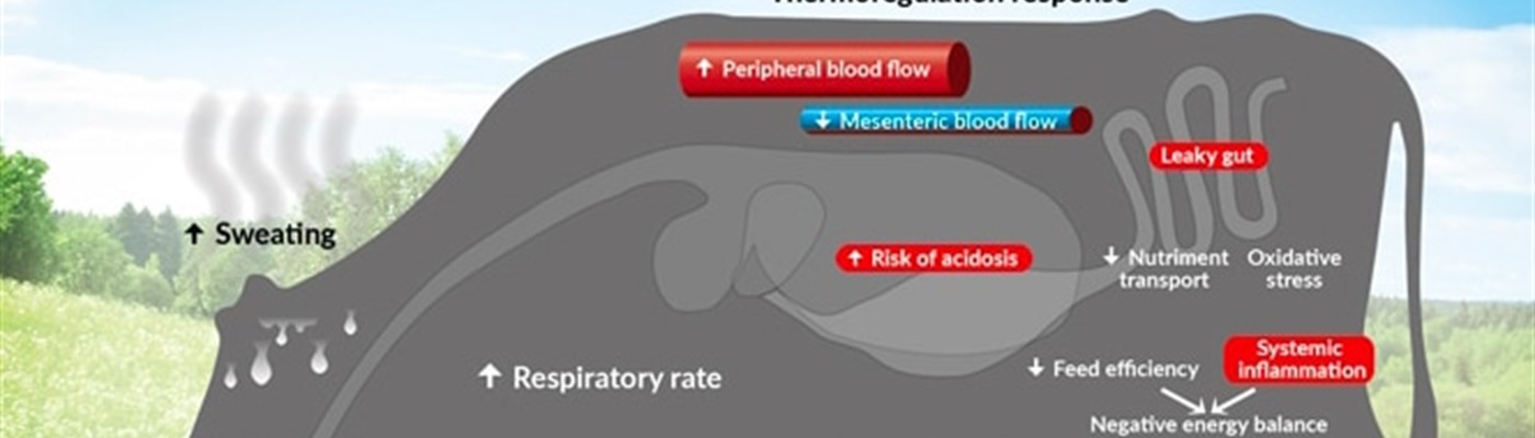 How Heat Stress Affects Dairy Cow Udder Health and Milk Production