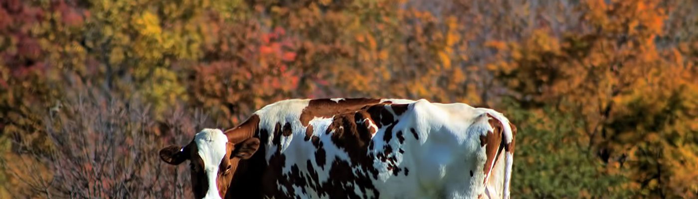 Detecting Mastitis Early: Protecting Herd Health and Milk Quality