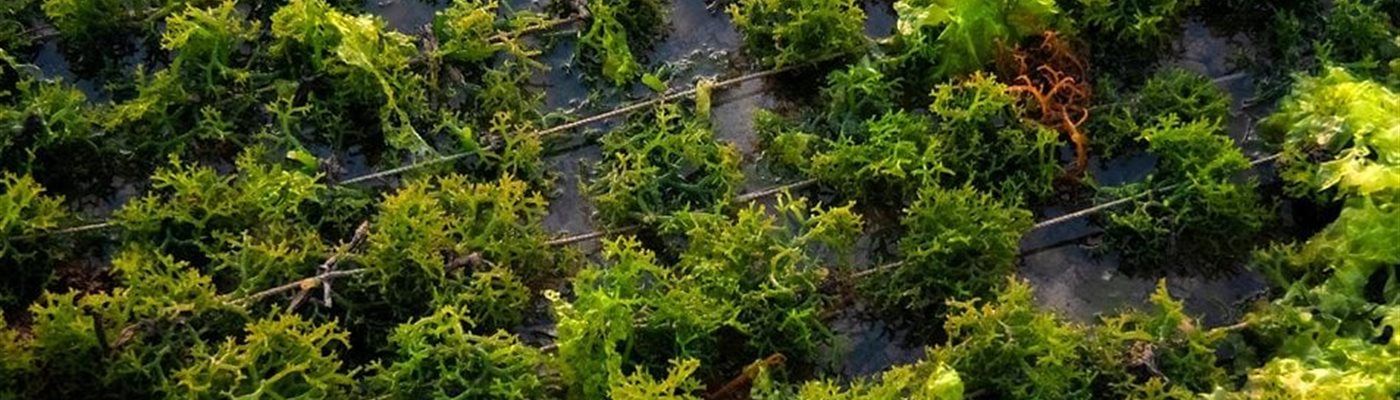 Seaweed and Sustainability: Can Cows Help Cut Methane Emissions?