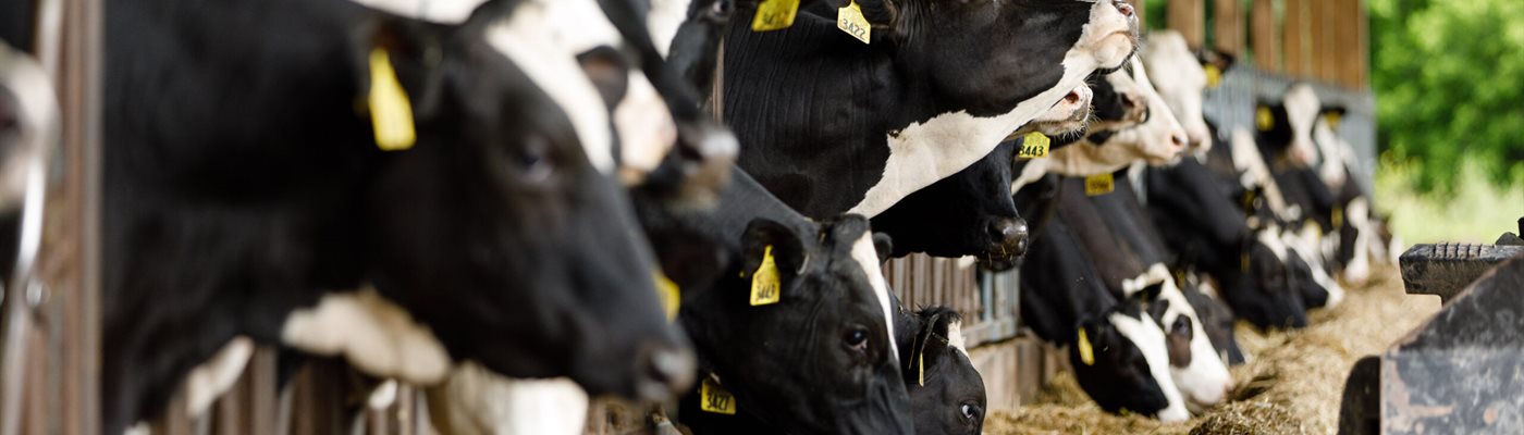 From Beef Back to Dairy: How the Jones Family Found Their Way Home