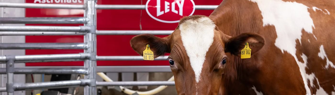 Robotic Milking Success at Dornacker Dairy: The Role of the Lely A5