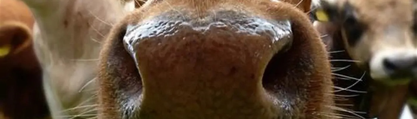 Who “Nose” What Cows Can Smell?