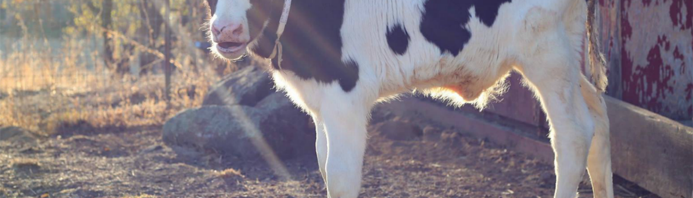 #TipThursday: Watch out for Coccidiosis in Young Calves!