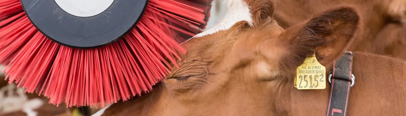 Wellness for Your Cows? Yes, please — Meet the Lely Luna Brush