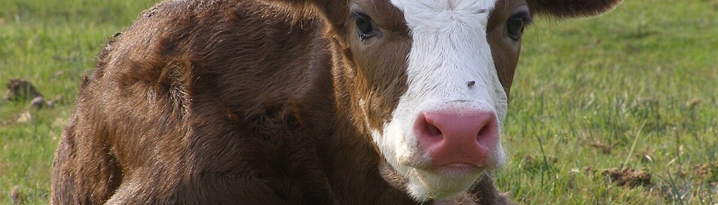 #TipThursday: A Clean Start Begins at the Navel