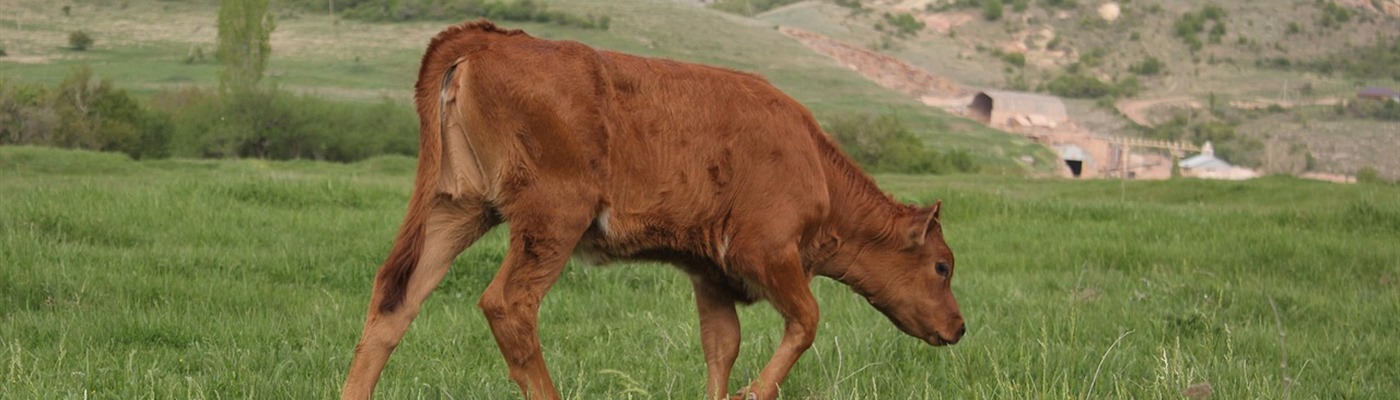 Hidden Dangers in Spring Pastures: What Every Dairy Farmer Should Know